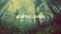 Adaptasi Cahaya