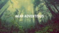 Akar Adventisius