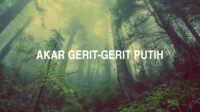 Akar gerit-Gerit putih