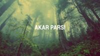 Akar Parsi