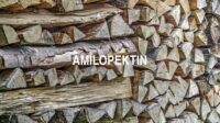 Amilopektin