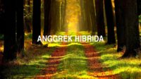 Anggrek Hibrida