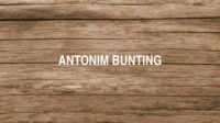 Antonim Bunting