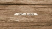 Antonim Cedera