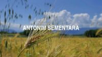 Antonim Sementara