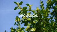 Aromatical