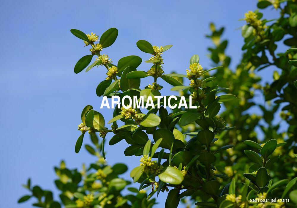 Arti Aromatical