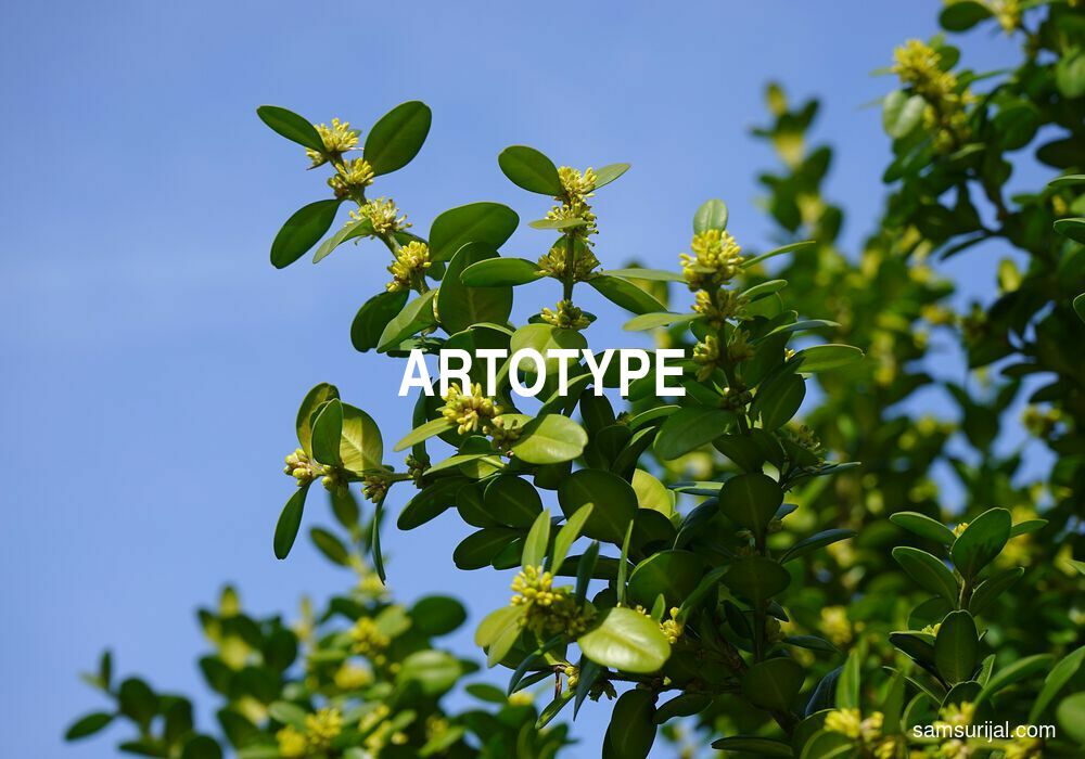 Arti Artotype