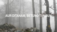 Aur Ditanam, Betung Tumbuh