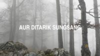 Aur Ditarik Sungsang