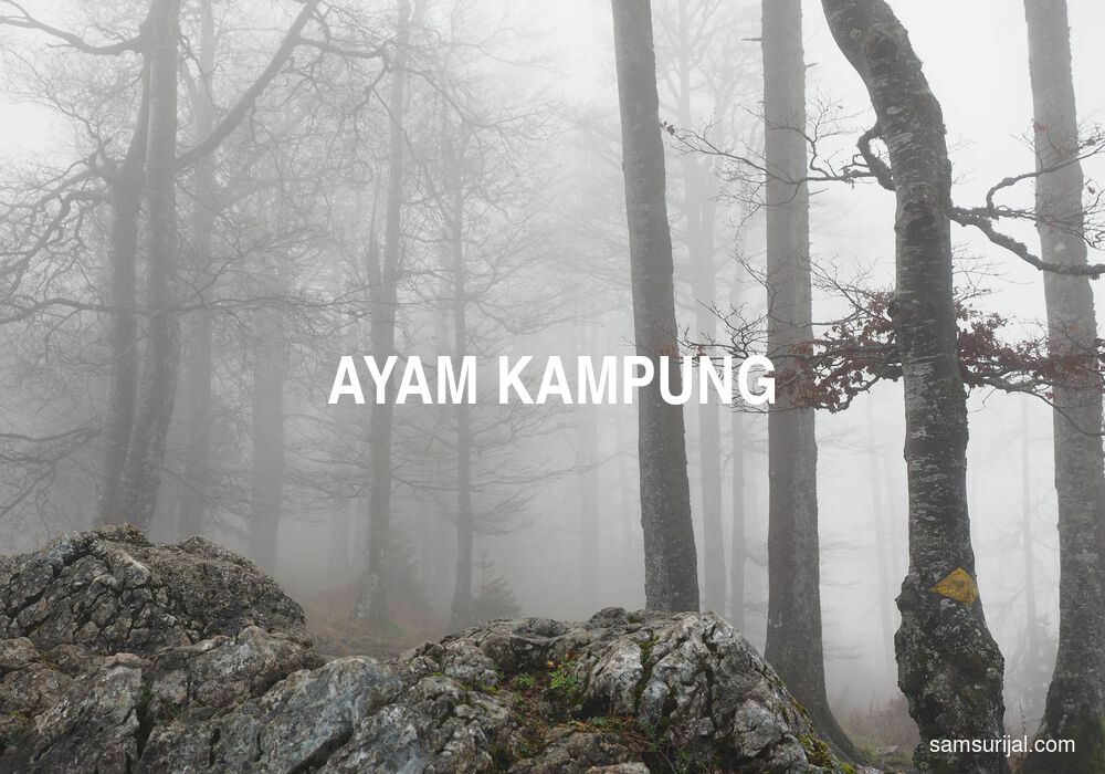 Arti Ayam Kampung