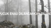 Bagai Pucuk Enau Dilancarkan Diluncurkan