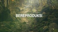 Bereproduksi