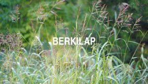Berkilap
