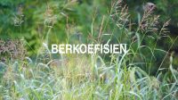 Berkoefisien