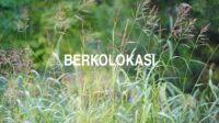 Berkolokasi