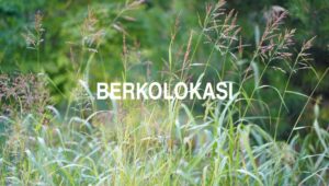 Berkolokasi