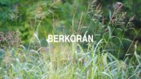 Berkoran