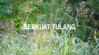 Berkuat Tulang