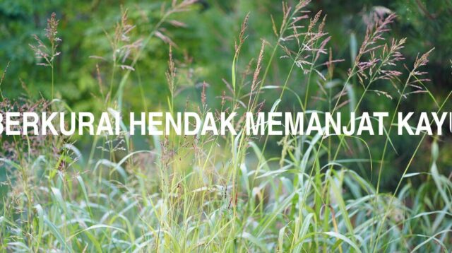 Arti Berkurai Hendak Memanjat Kayu