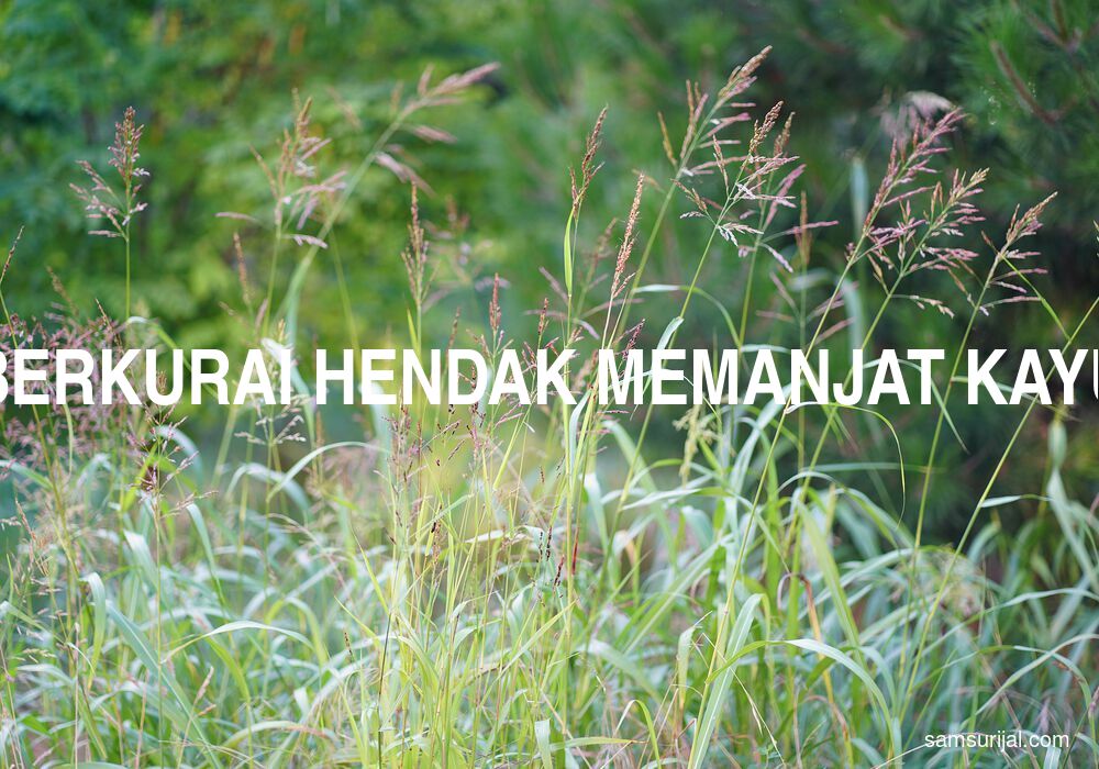 Arti Berkurai Hendak Memanjat Kayu