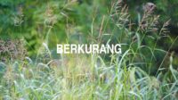 Berkurang