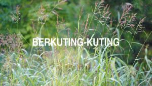 Arti Berkuting Kuting