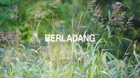 Berladang