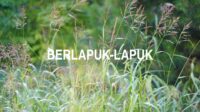 Berlapuk-Lapuk