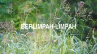 Berlimpah-Limpah