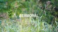Bermoral