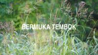 Bermuka Tembok