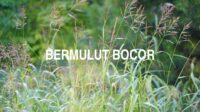 Bermulut Bocor