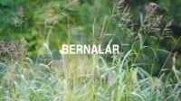 Bernalar