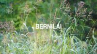 Bernilai