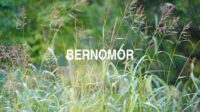 Bernomor