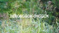 Beronggok-Onggok