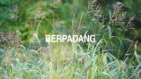 Berpadang