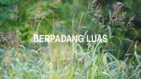 Berpadang Luas