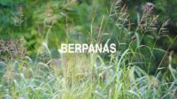 Berpanas