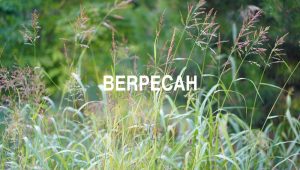 Berpecah