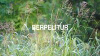 Berpelitur