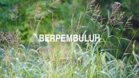 Berpembuluh