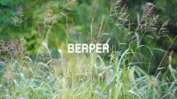 Berper