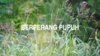 Berperang Pupuh