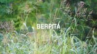 Berpita