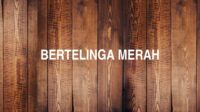 Bertelinga Merah