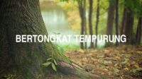 Bertongkat Tempurung