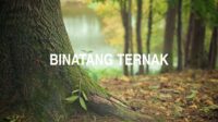 Binatang Ternak