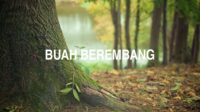 Buah Berembang